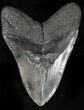 Massive Fossil Megalodon Tooth - Serrated #28721-2